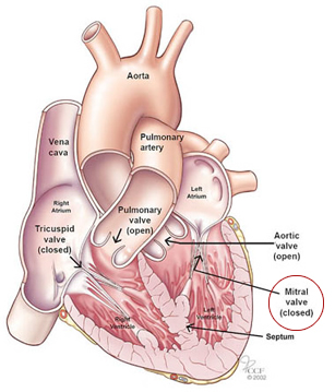 Heart Graphic